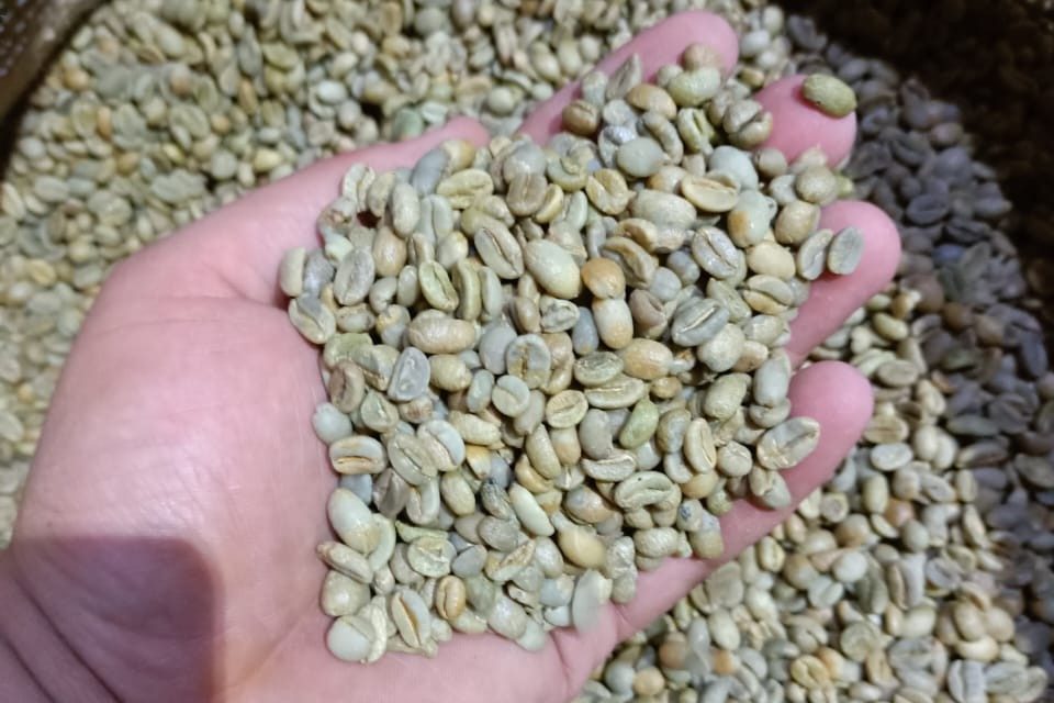 Arabica green coffee