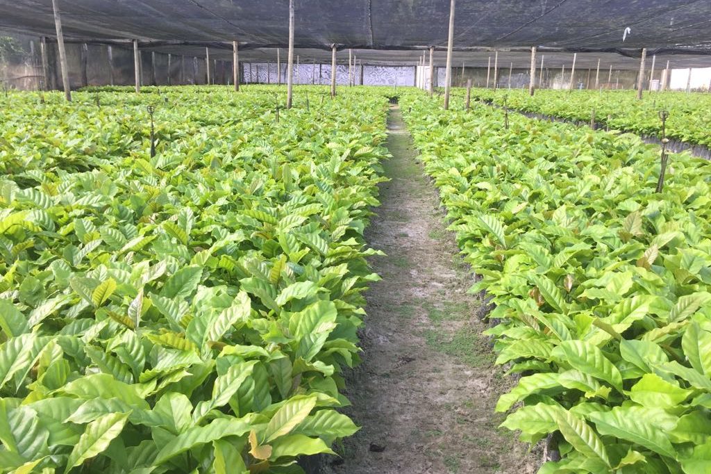 Conilon / Robusta green coffee