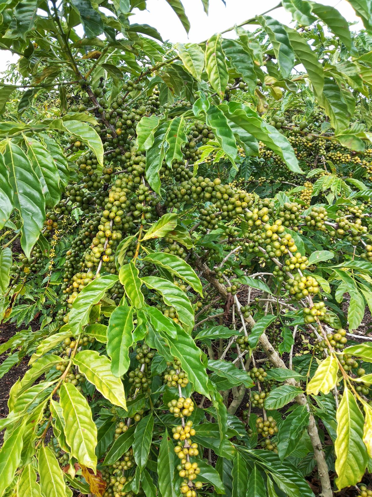 Conilon / Robusta green coffee
