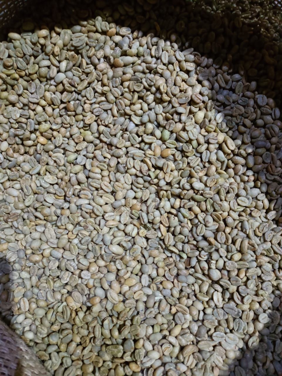 Conilon / Robusta green coffee