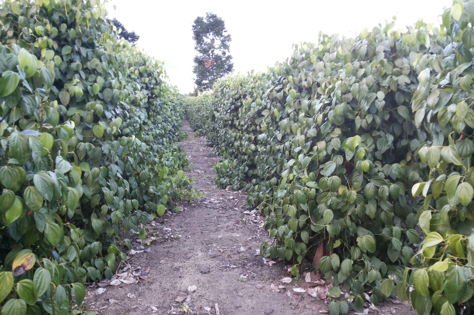 Black pepper, whole