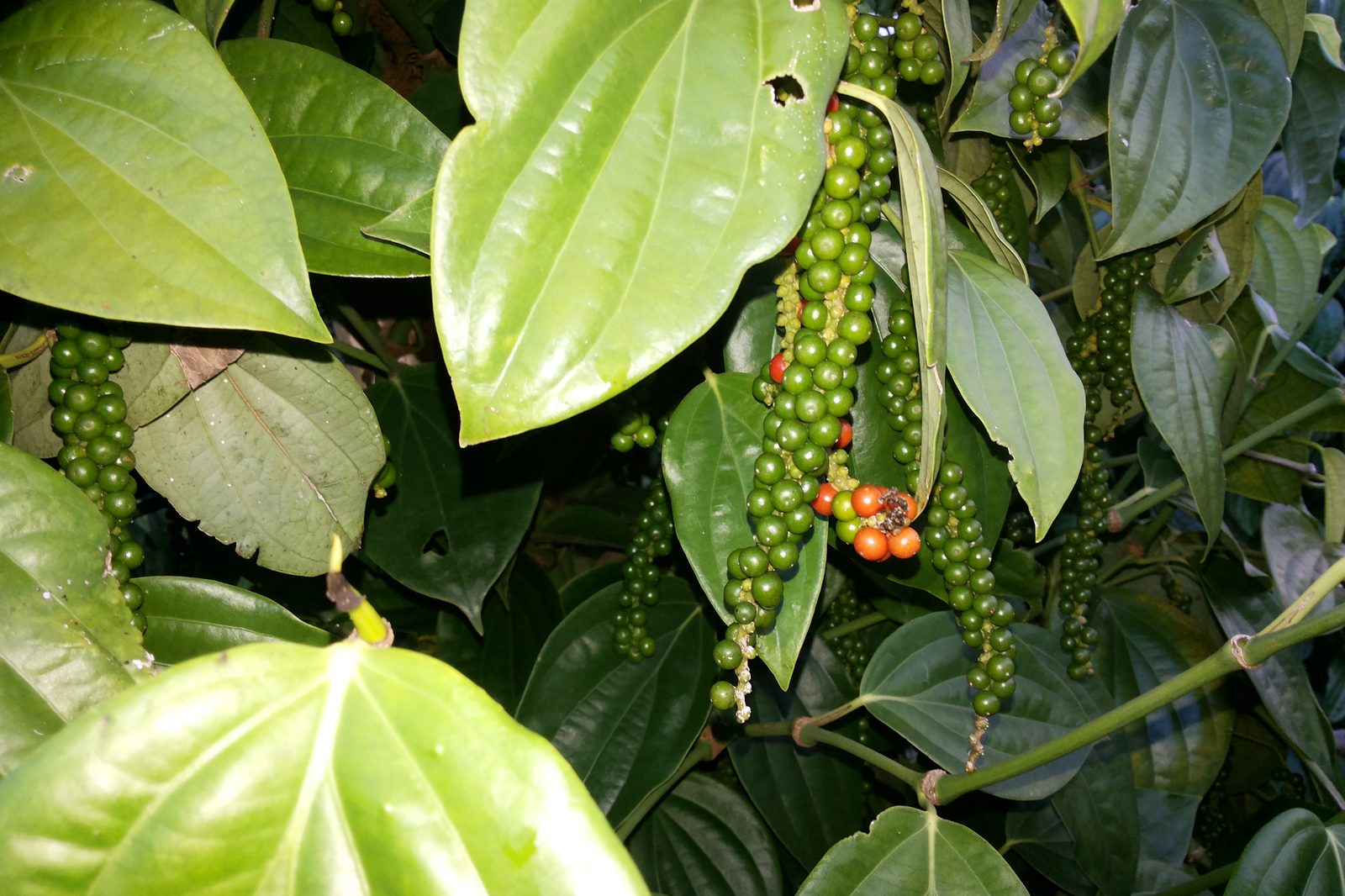 White pepper, whole