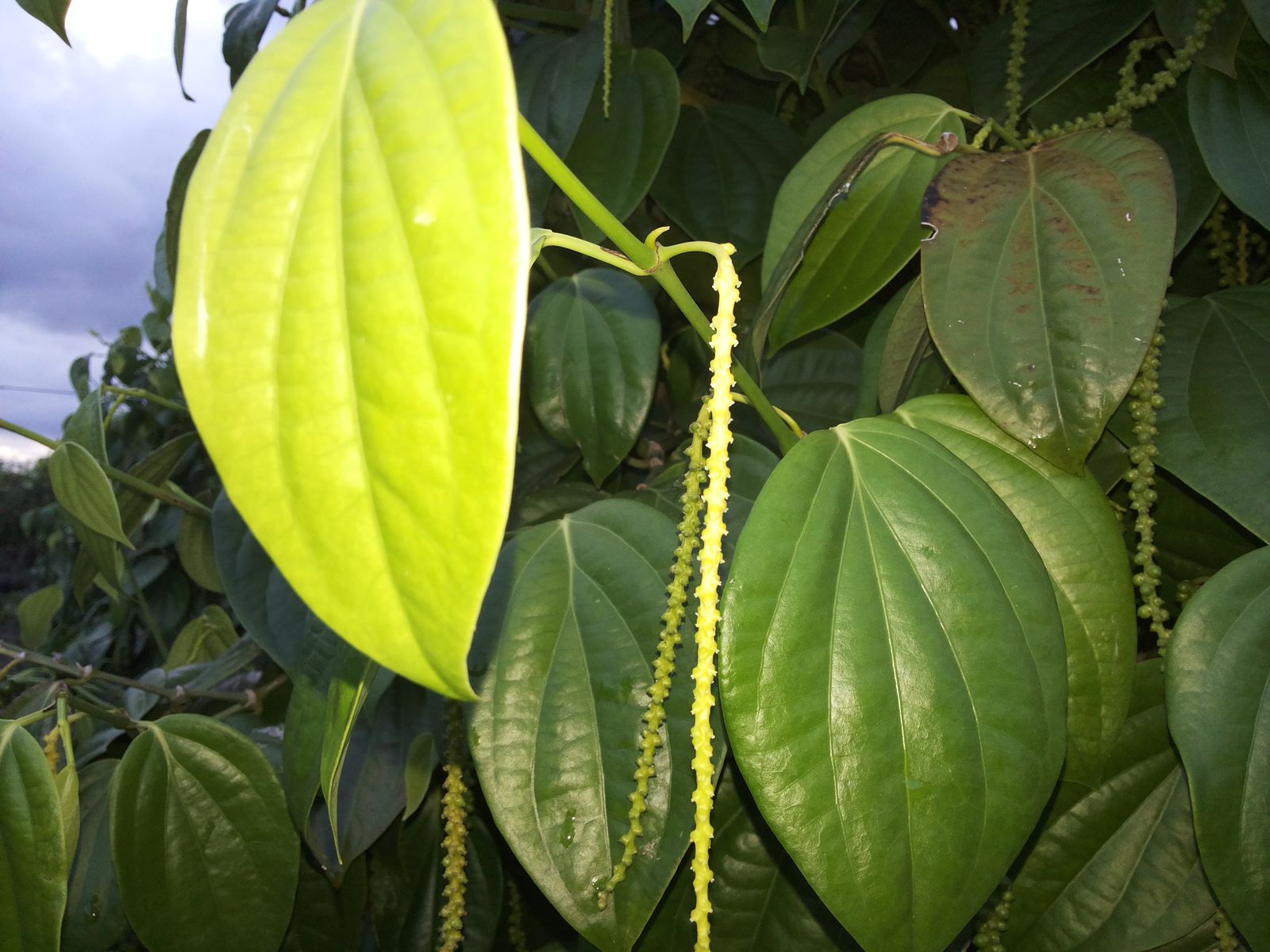 White pepper, whole