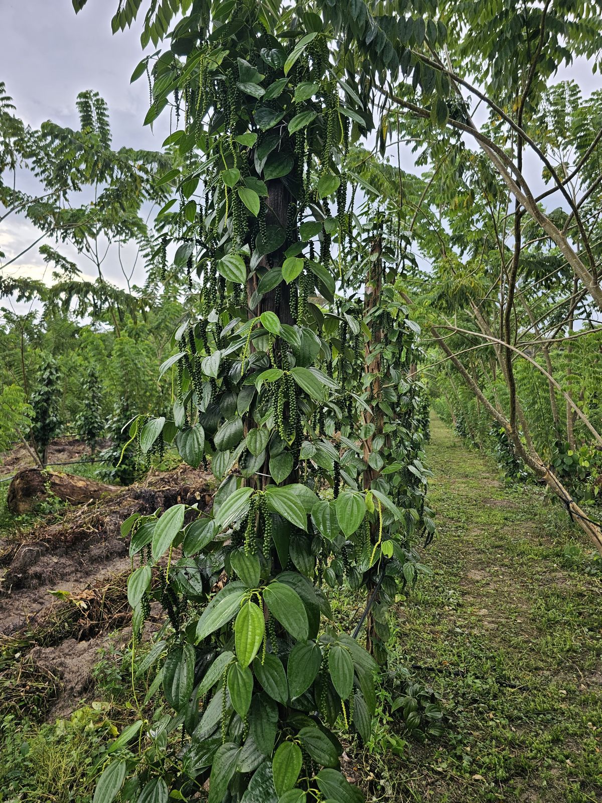 Black pepper, whole