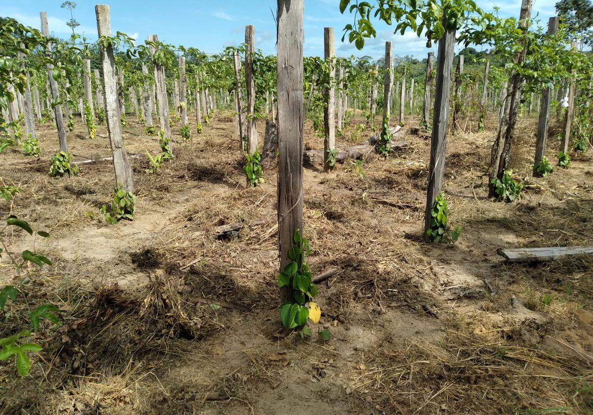 Pepper plantation, Espírito Santo