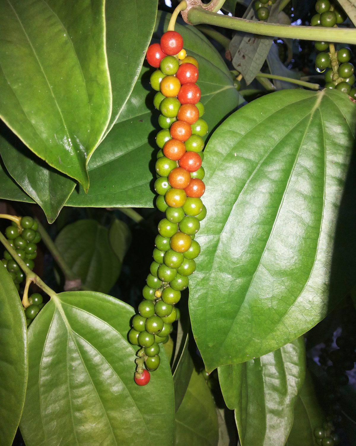 Black pepper, whole