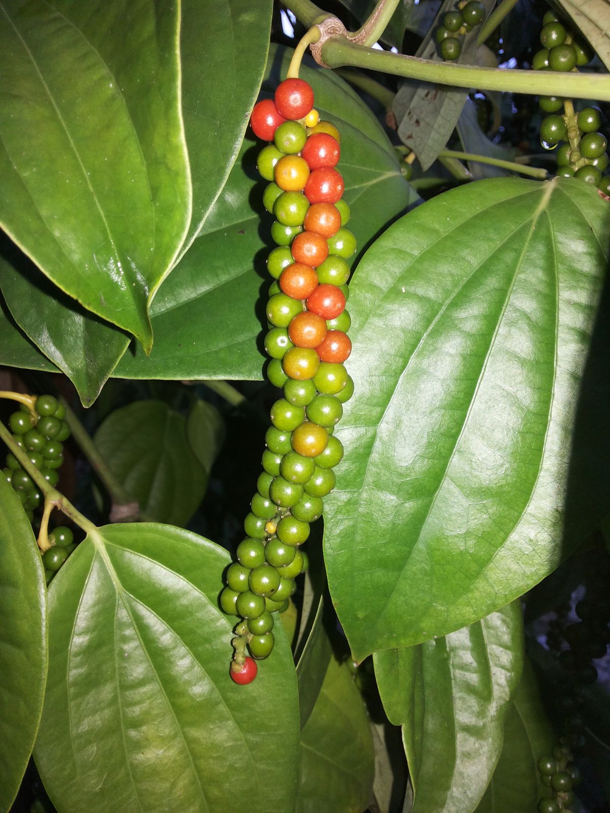 Black pepper, whole
