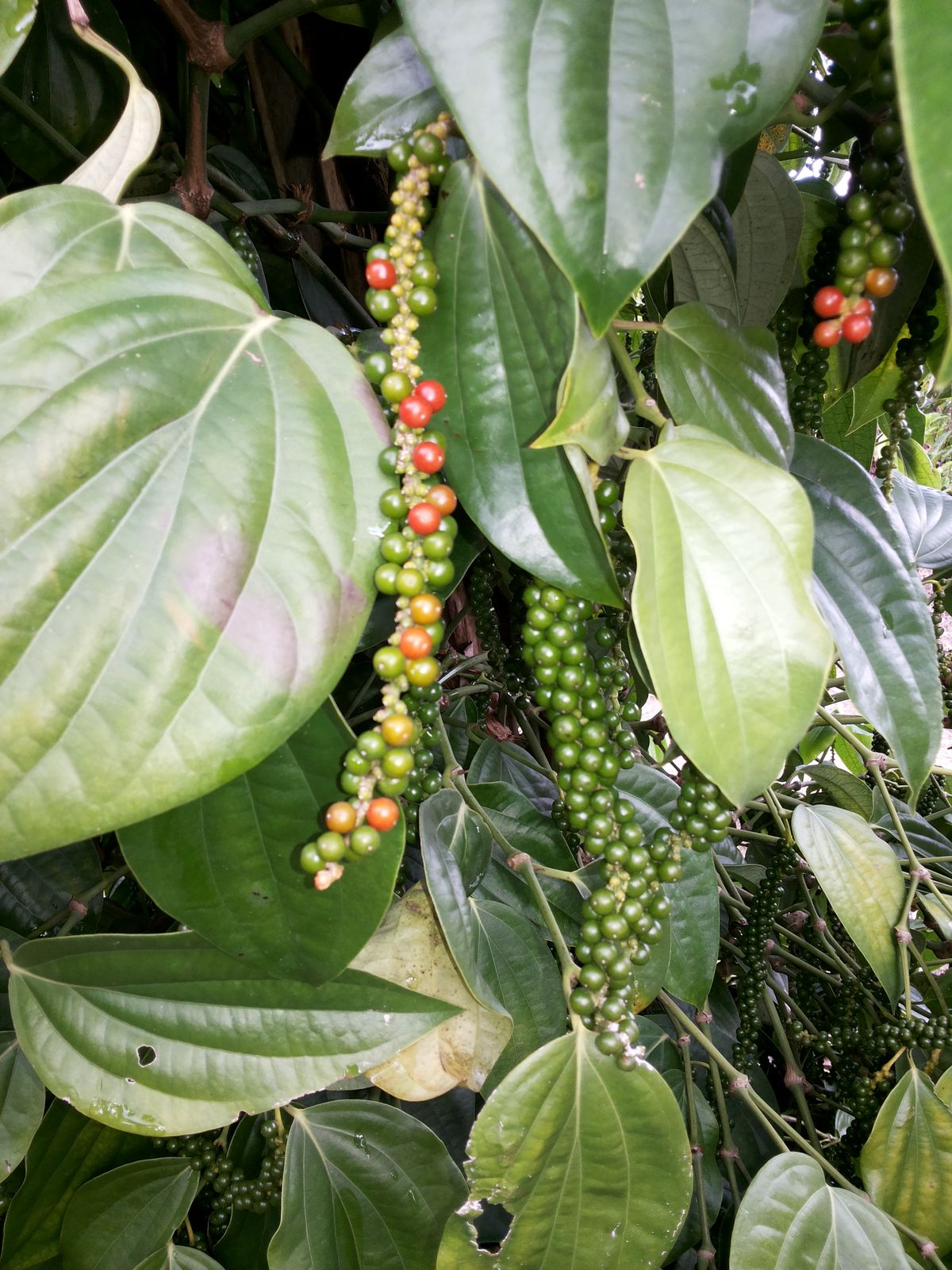 Black pepper, whole