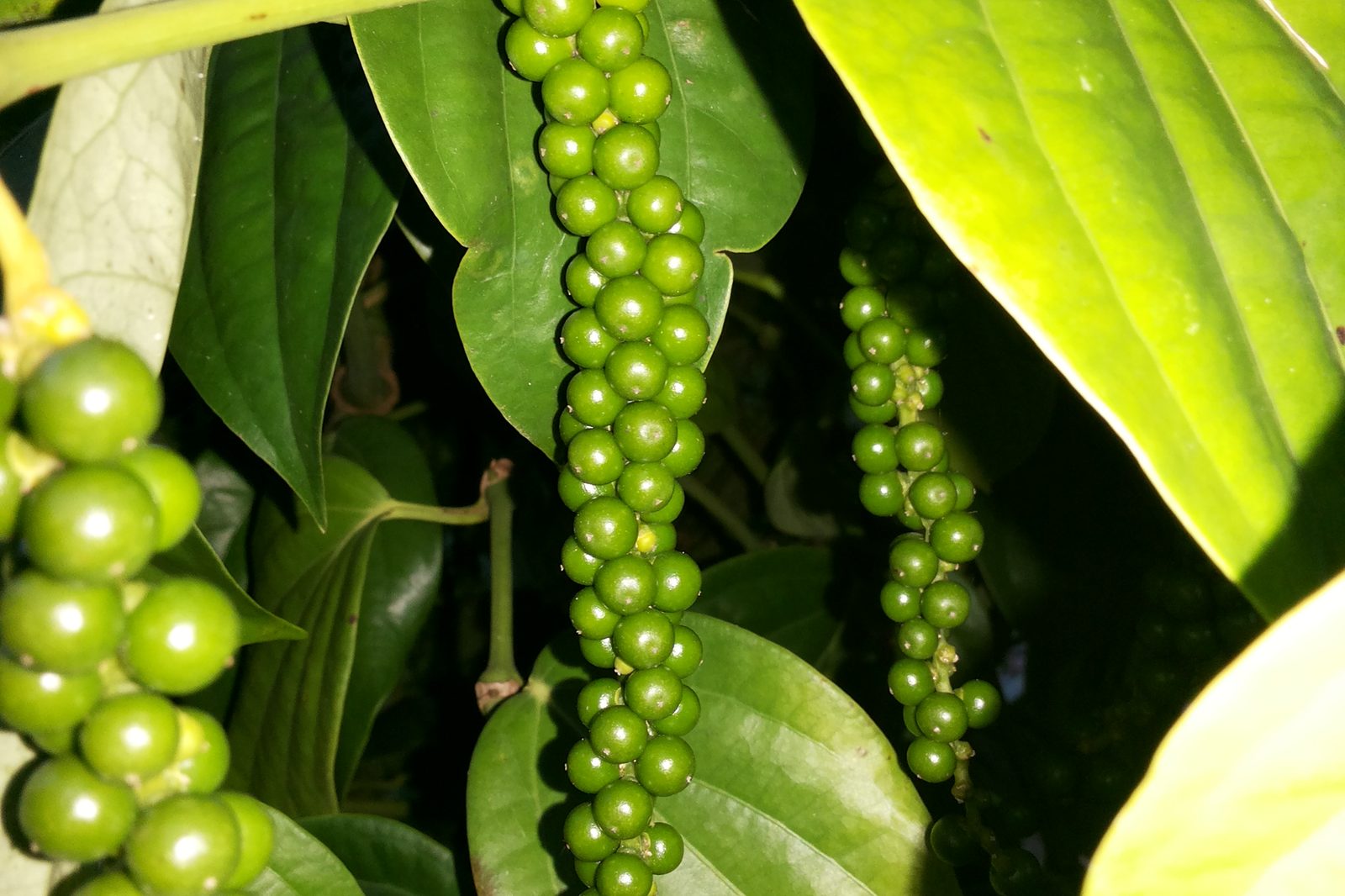 Black pepper, whole