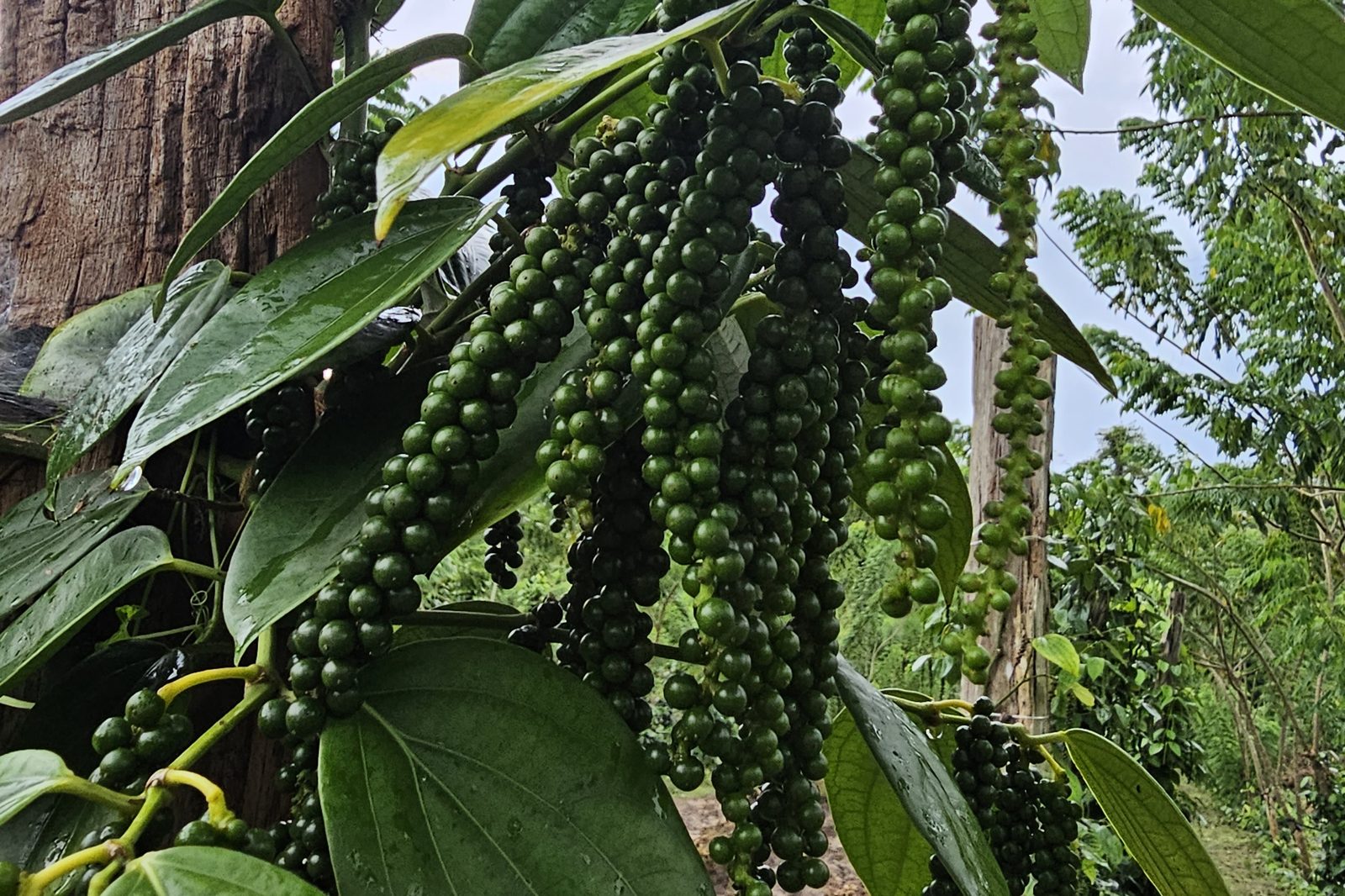 Black pepper, whole