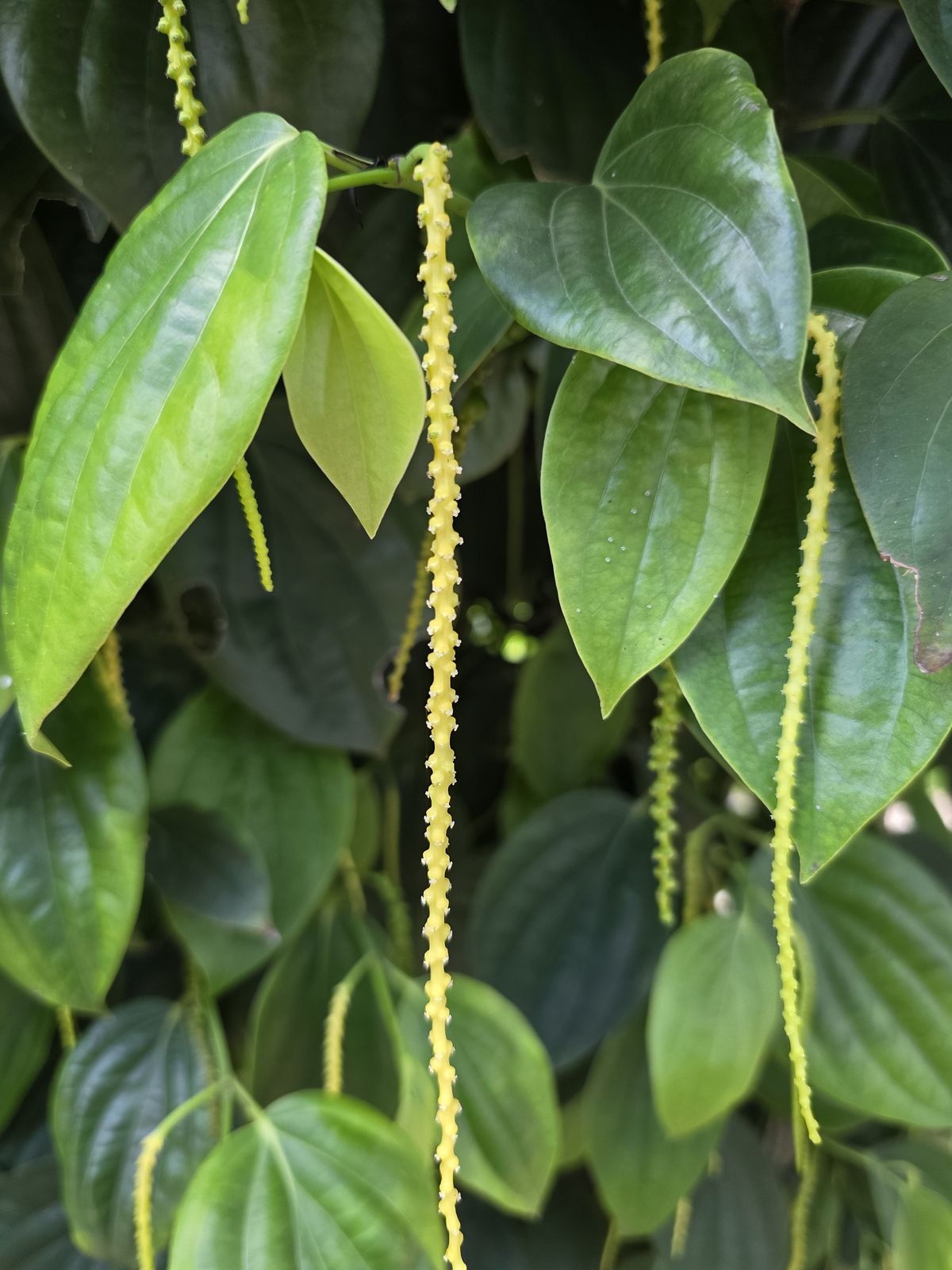 Black pepper, whole