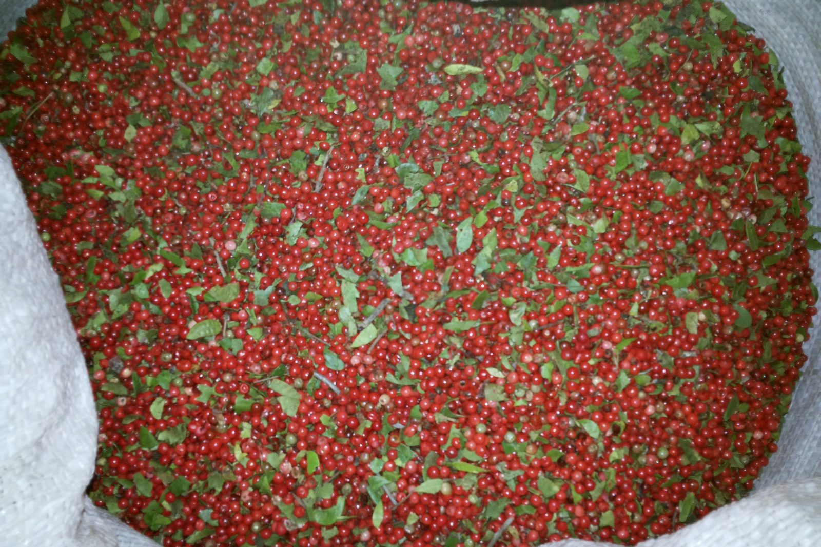 Pink pepper, whole