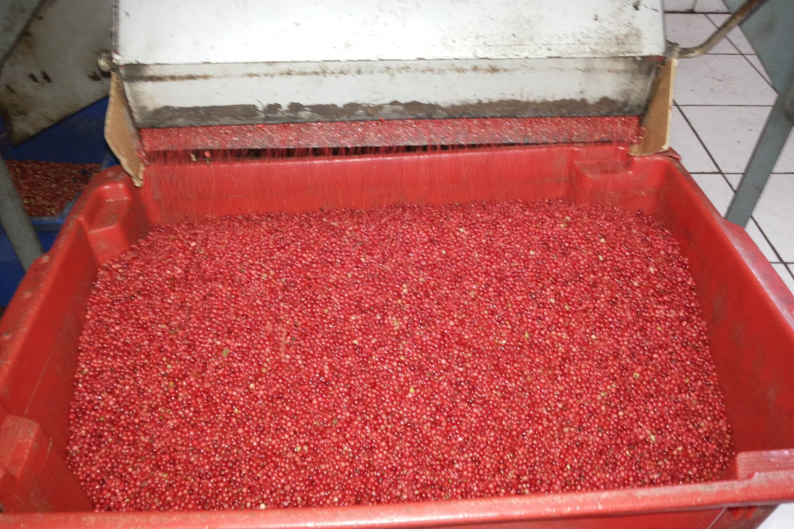 Pink pepper sorting