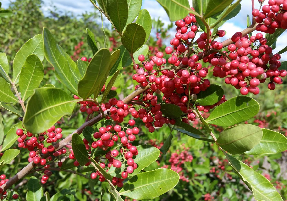 Pink pepper, whole