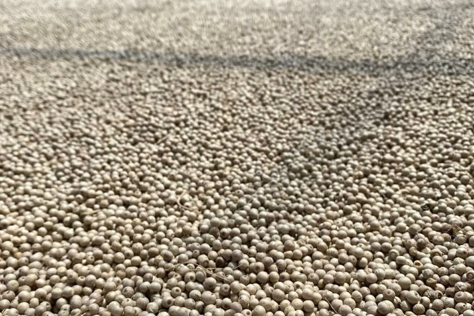 White pepper, whole