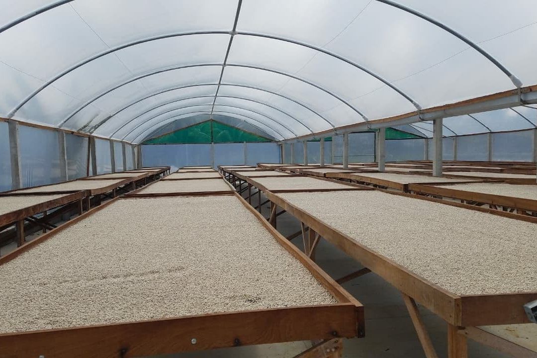 White pepper drying