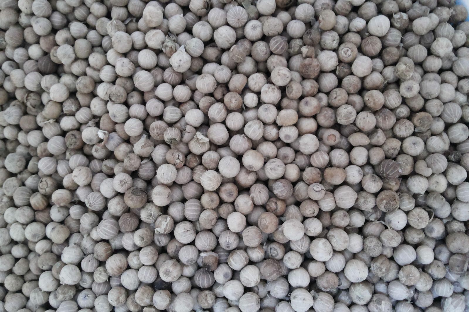 White pepper, whole